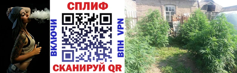 Бошки Шишки гибрид  Данков 